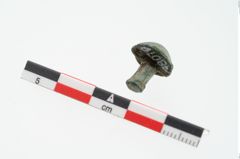 Foto von Bronzeniet (NHMW-PRAE-078070)